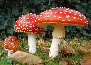 amanita muscaria mushrooms