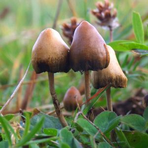 Psilocybe Semilanceata mushroom