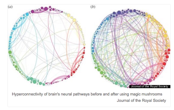 brain neural pathways before and after magic mushrooms